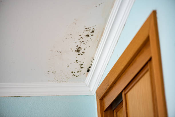 Best Preventive Mold Services in Rolesville, NC