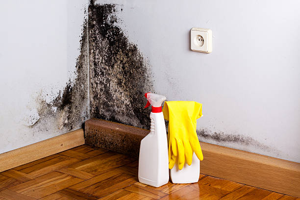 Reliable Rolesville, NC Mold Remediation Solutions