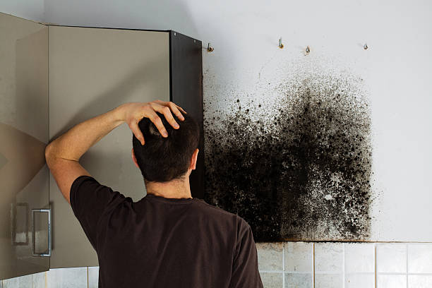 Best Attic Mold Remediation in Rolesville, NC