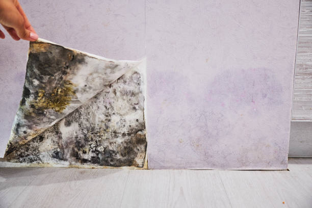 Best Bathroom Mold Remediation in Rolesville, NC